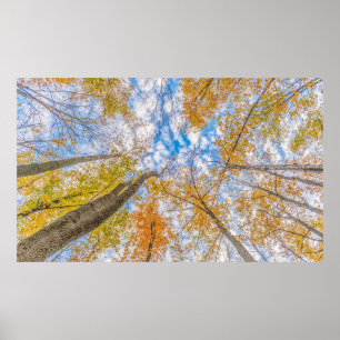 Naar boven kijkend vanuit de bosvloer poster