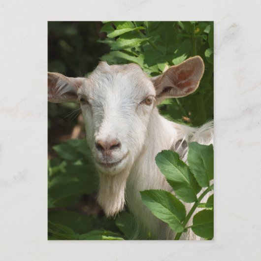 Naar camera kijken briefkaart (Voorkant)