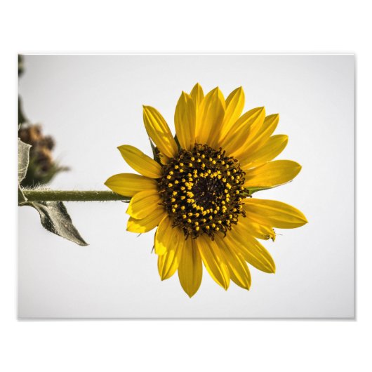 Naar de zon foto afdruk (Voorkant)