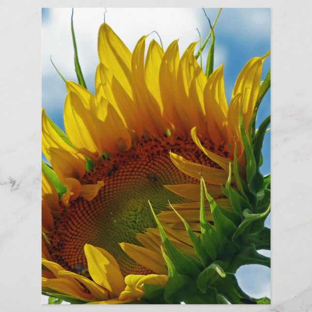 Naar de zon kijken (Voorkant)