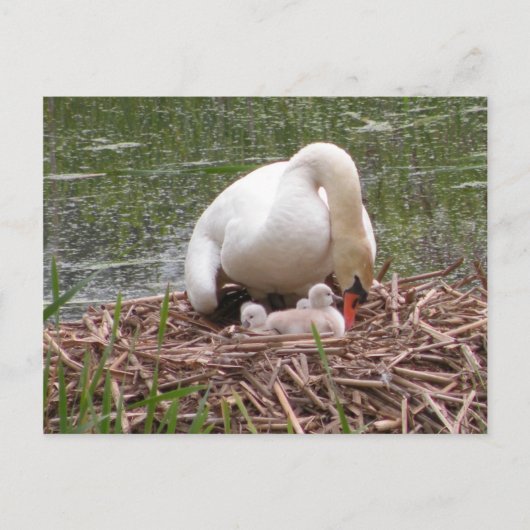 Naar het Briefkaart voor baby's (Voorkant)