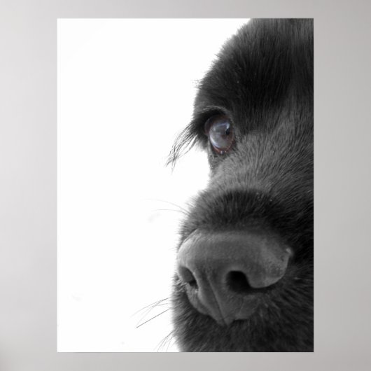 Naar het portret van de colate Cocker Spaniel Poster (Voorkant)