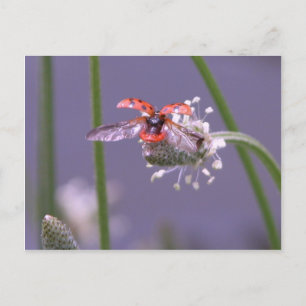 Naar huis vliegen briefkaart