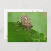 Naar me staren? briefkaart (Voorkant / Achterkant)