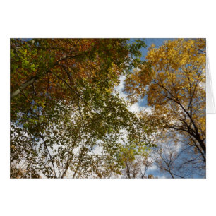 Naar vallende bladeren kijken II Herfst natuur