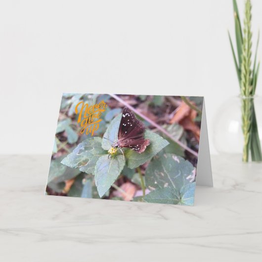 N'abandonnez jamais la carte de voeux papillon vid (Devant)