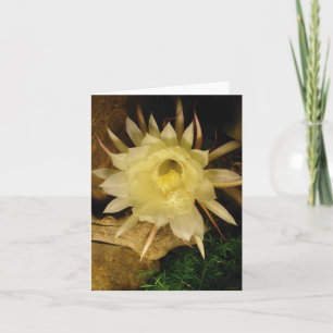 NACHT BLOOMING CEREUS KAART