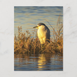 Nacht Reiger Ansichtkaart Gouden Moeras Wildlife Briefkaart