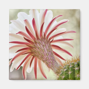 Nachtbloeiende cactuusbloem magneet