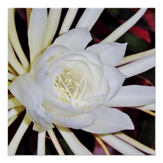 Nachtbloeiende Staghornvaren Perfect Poster (Voorkant)