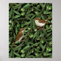 Nachtingales van de olijfboom 3