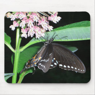 Nachtvlinder Black Swallowtail bij Shenandoah Muismat