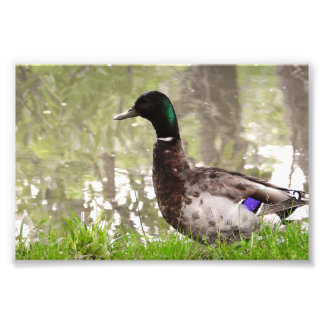 Nadenkende Wilde Eend Foto Afdruk