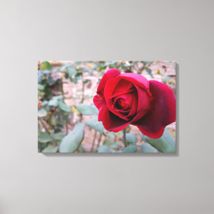 Naherfsrode roos canvas afdruk