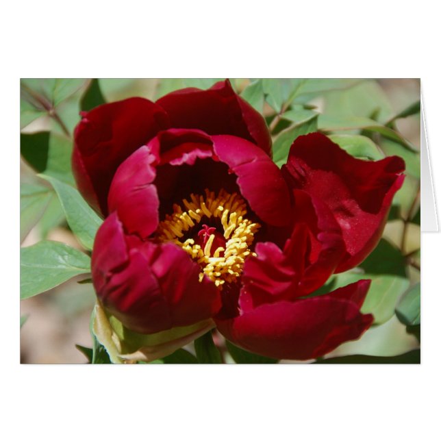Naissance d'une couleur II (Devant horizontal)