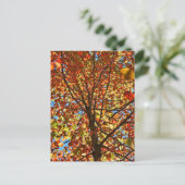 Najaar bladeren Fireworks Briefkaart (Staand voorkant)
