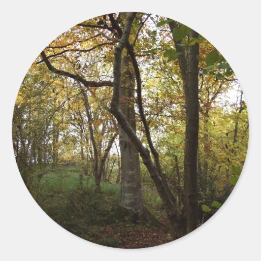 Najaar Bossen Sticker (Voorkant)