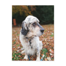 Najaar Briefkaart Dog