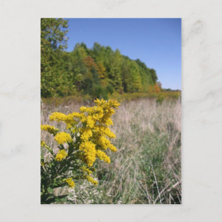 Najaar Briefkaart veld