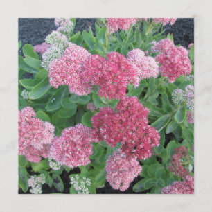 Najaar Joy Sedum Flowering Garden Plant Roze Groen Kaart