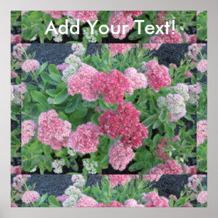Najaar Joy Sedum Flowering Garden Plant Roze Groen Poster