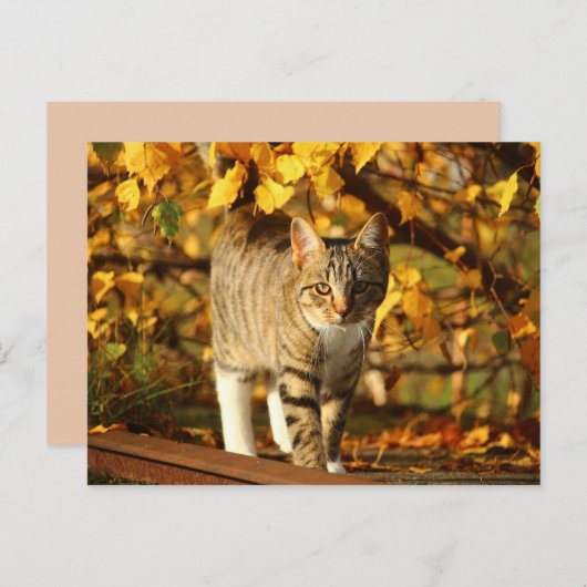 najaar kattenbriefkaart briefkaart (Voorkant / Achterkant)