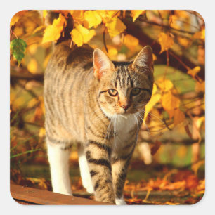 najaar kattestickers vierkante sticker