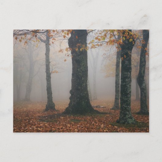 Najaar uitzicht van het bos met foggy, grootvader  briefkaart (Voorkant)