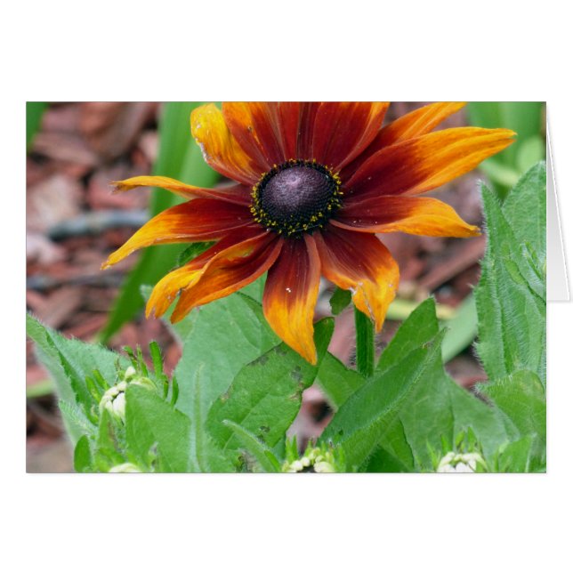 Najaarkleuren (Voorkant Horizontaal)