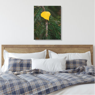 Najaars Aspen Leaf op Evergreen contrastfoto Canvas Afdruk