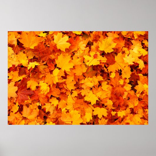 Najaarsbladeren bladeren bladeren bladeren herfstb poster (Voorkant)