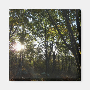 Najaarsdag in het Nationaal Park Shenandoah Magneet