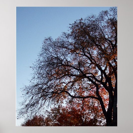 Najaarse bomen Herfst Poster (Voorkant)
