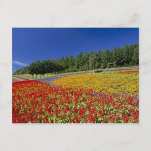 Nakafurano, Sorachi, Hokkaido, Japan Briefkaart