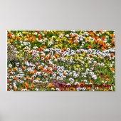 Namaqualand Daisies Season Poster (Voorkant)