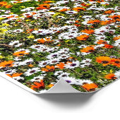 Namaqualand Daisies Season Poster (Hoek)