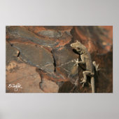 Namib Day Gecko (Bradfield's) Poster (Voorkant)