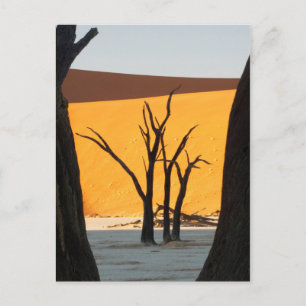 Namib-Naukluft Park, Sossusvlei   Dode Vlei Briefkaart