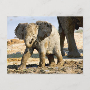 Namibië, Afrika: Baby Afrikaanse Olifant Briefkaart
