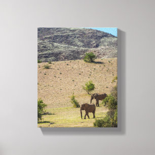 Namibië Afrika Huab Elephant Damaraland Canvas Afdruk