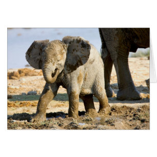 Namibie, Afrique : bébé éléphant d'Afrique