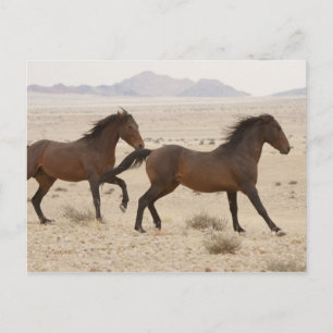 Namibië, Aus. Wilde paarden rennen op de Namib Briefkaart