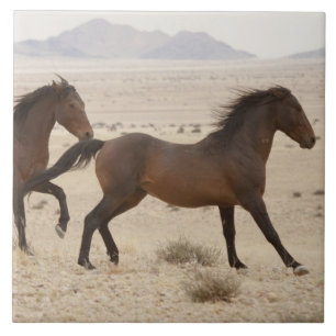 Namibië, Aus. Wilde paarden rennen op de Namib Tegeltje