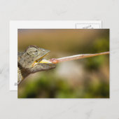 Namibië - Desert Chameleon briefkaart (Voorkant / Achterkant)