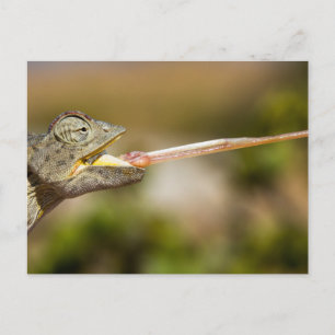 Namibië - Desert Chameleon briefkaart