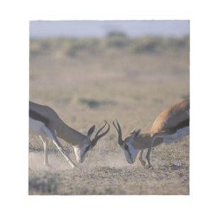 Namibië, Etosha National Park, Twee mannetjes Notitieblok