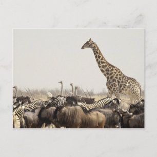 Namibië, Nationaal Park Etosha. Een eengiraffe Briefkaart