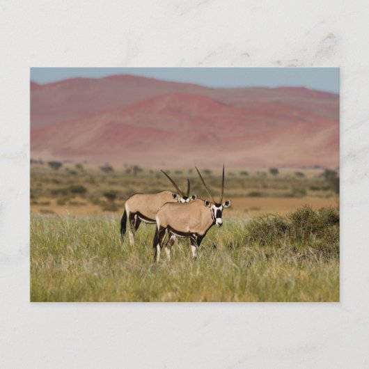 Namibie - Oryx antilopes à Sossusvlei carte postal (Devant)