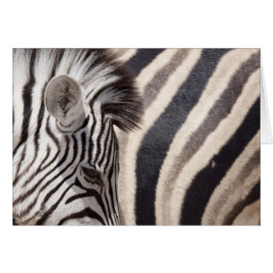 Namibie, parc national d'Etosha. Détails de deux