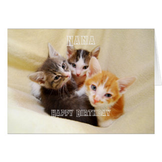 Nana, Trio de chatons chauds et mignons Joyeux Ann
